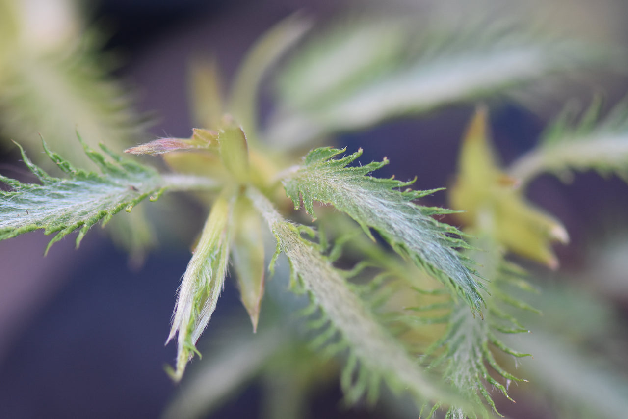 Carpinus japonica 'Silver Lace' (Silver Lace Hornbeam)