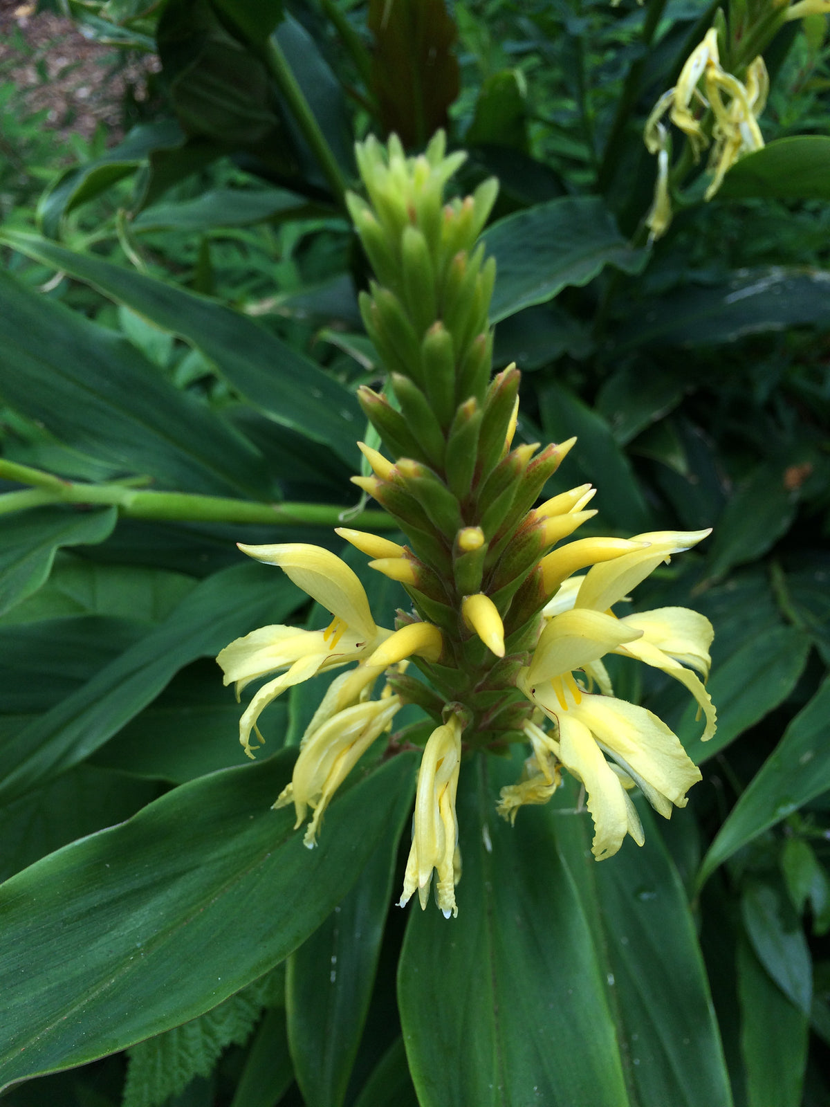 Cautleya gracilis  (Hardy Ginger)