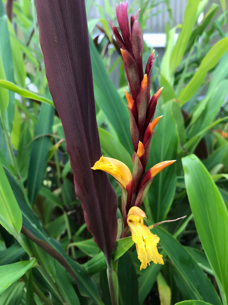 Cautleya spicata &#39;Robusta&#39;  (Hardy Ginger)