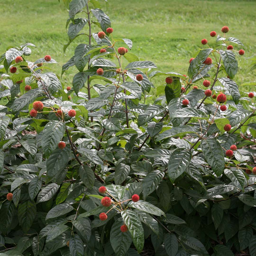 Cephalanthus occidentalis 'Sugar Shack'  (Dwarf Buttonbush)