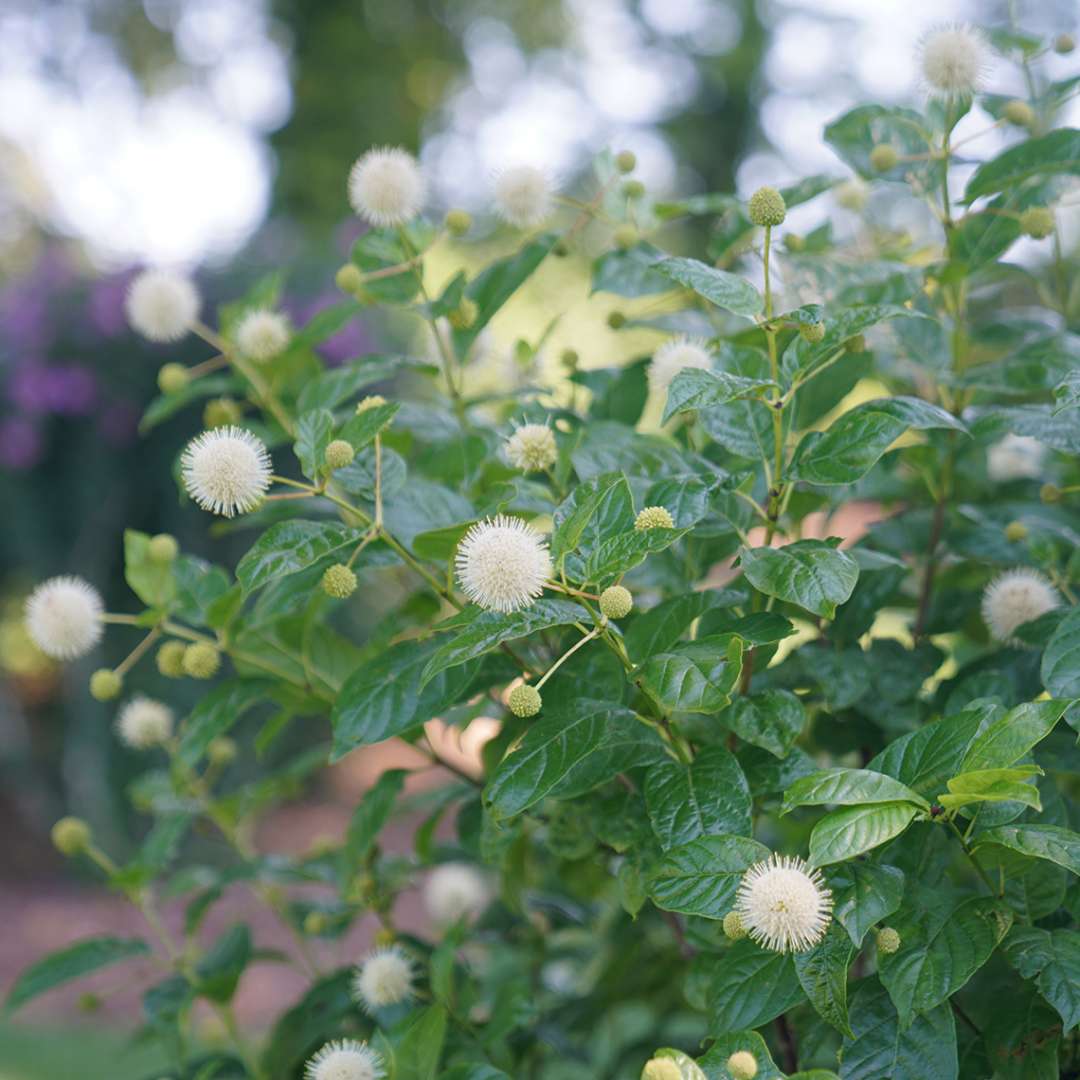 Cephalanthus occidentalis &#39;Sugar Shack&#39;  (Dwarf Buttonbush)