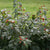 Cephalanthus occidentalis 'Sugar Shack'  (Dwarf Buttonbush)