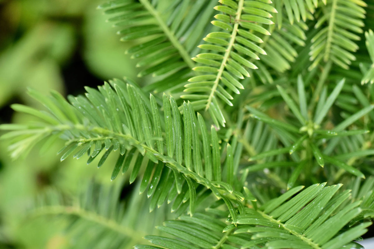 Cephalotaxus sinensis (Plum Yew)