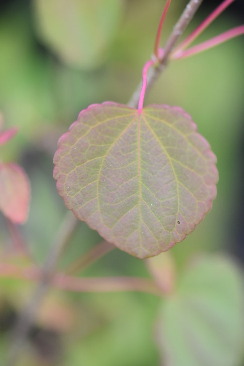 Cercidiphyllum japonicum  (Katsura)