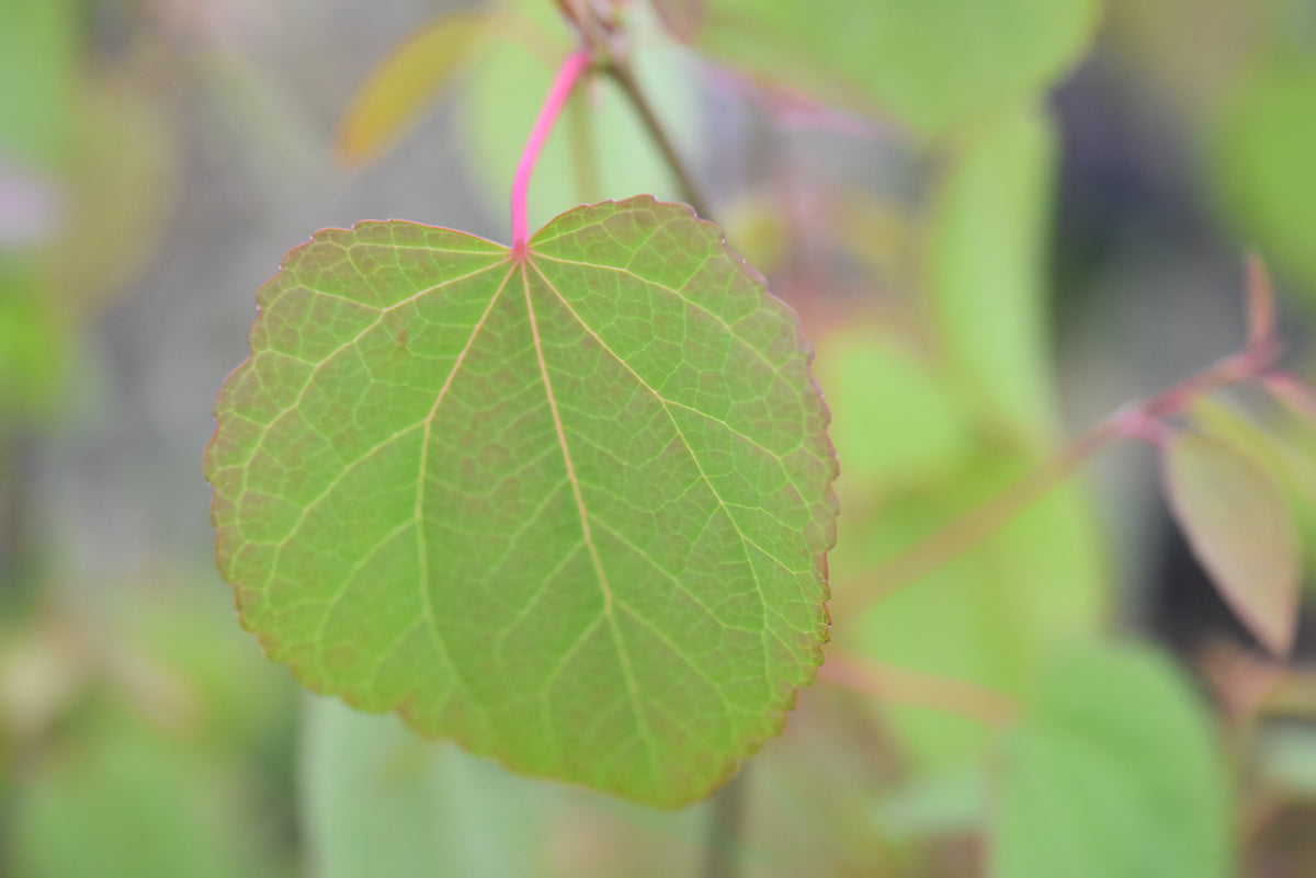 Cercidiphyllum japonicum  (Katsura)