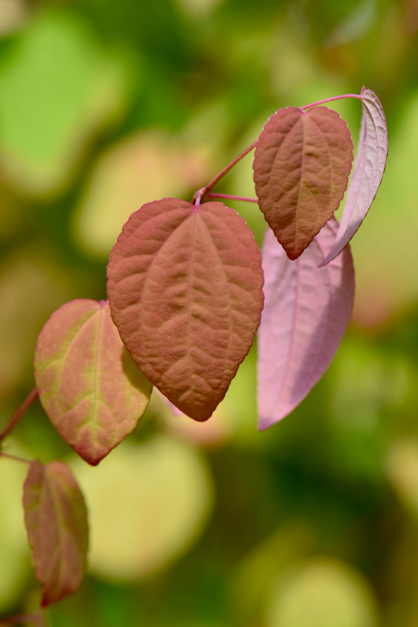 Cercidiphyllum japonicum  (Katsura)