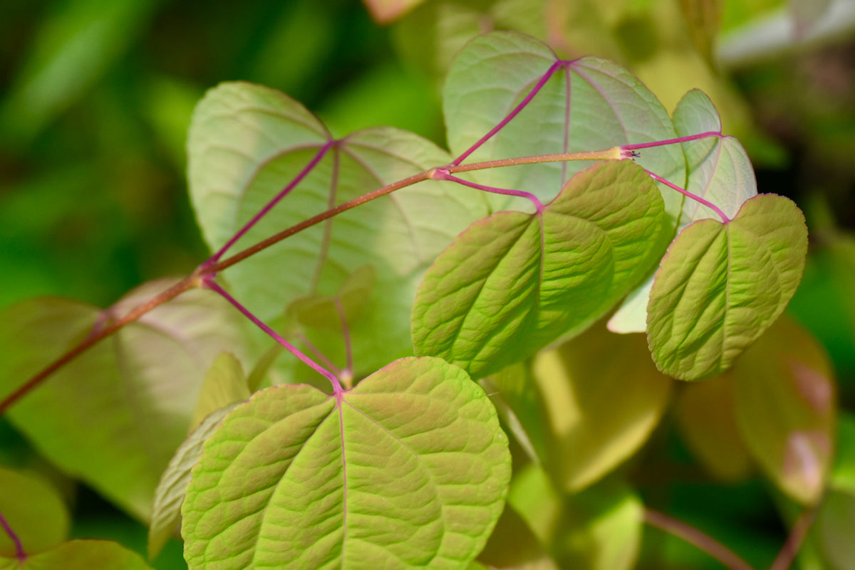 Cercidiphyllum japonicum  (Katsura)