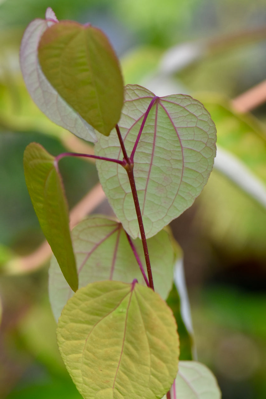 Cercidiphyllum japonicum  (Katsura)