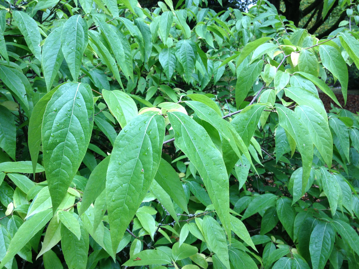 Chimonanthus praecox (Allspice)