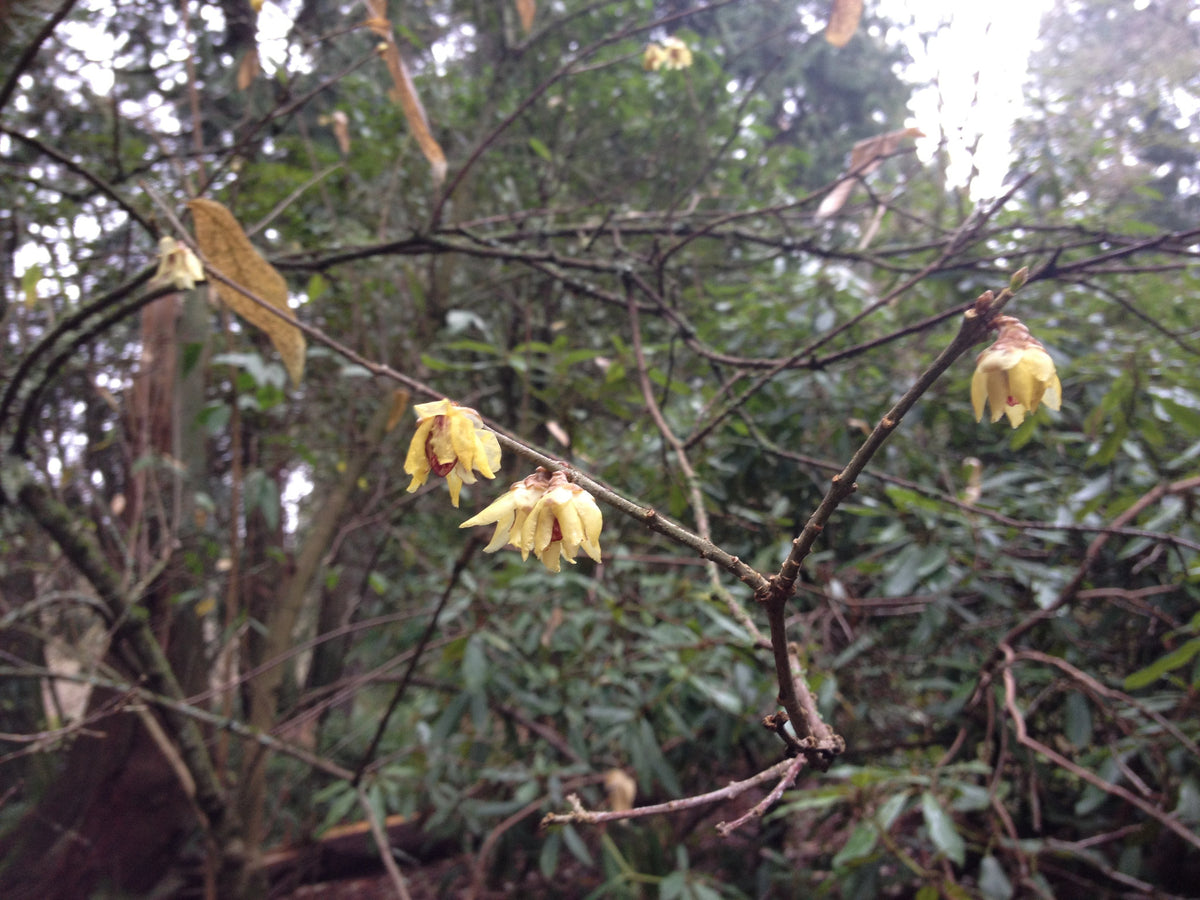 Chimonanthus praecox (Allspice)