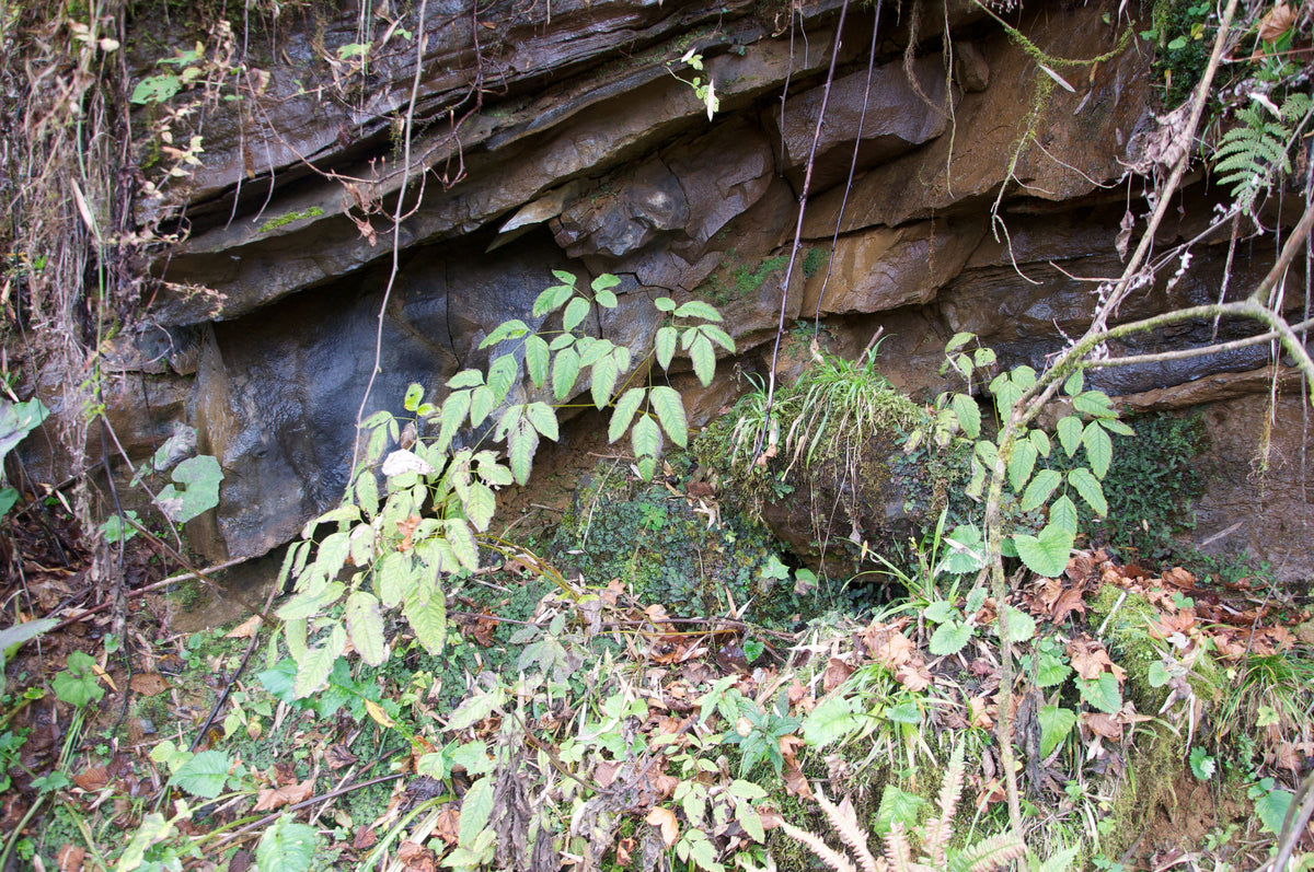 Ichyoselmis macrantha (Chinese Bleeding Heart) syn. Dicentra macrantha