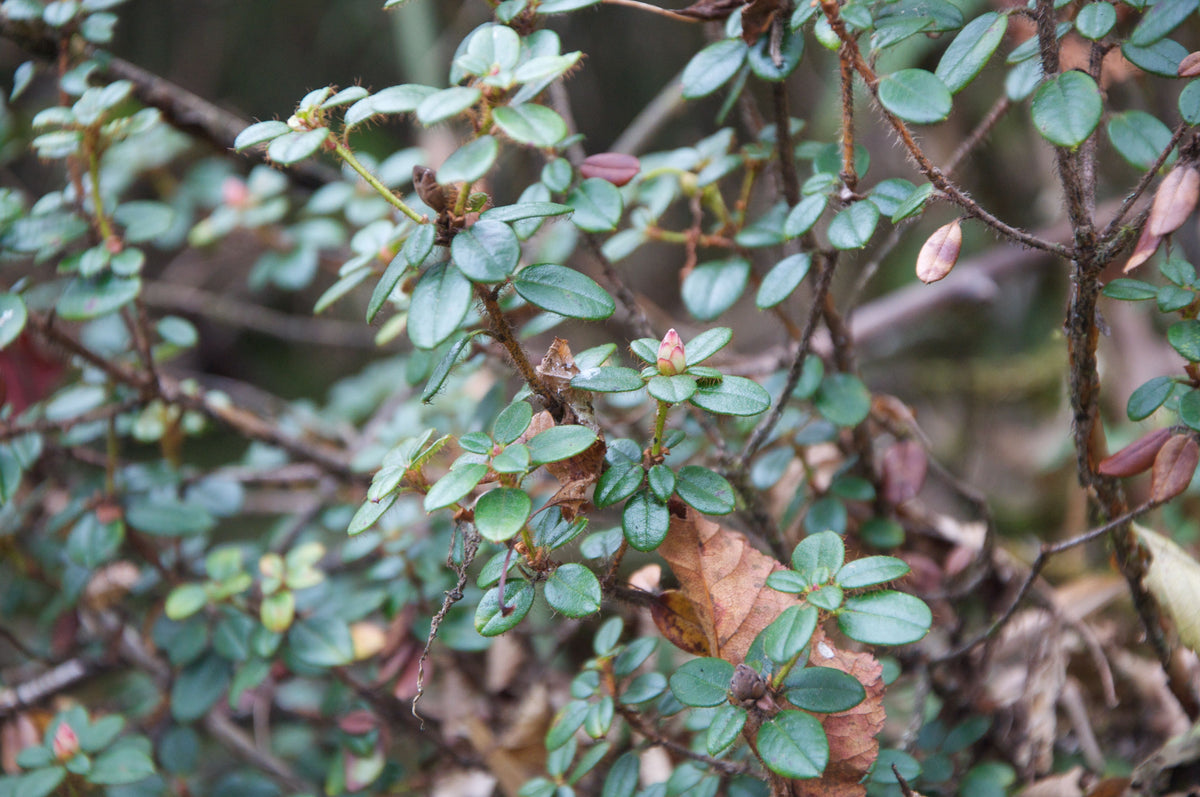 Rhododendron dendrocharis (Species Rhododendron)