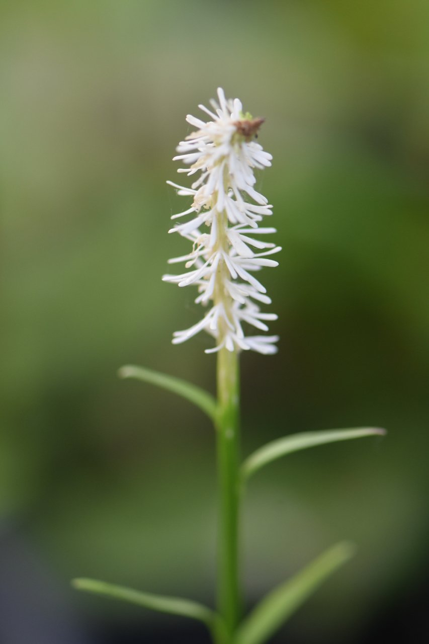 Chinographis japonica  (White String Flower)