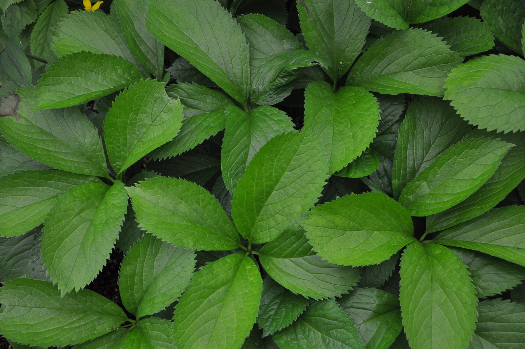 Woodland Perennials Page 2 - Keeping It Green Nursery