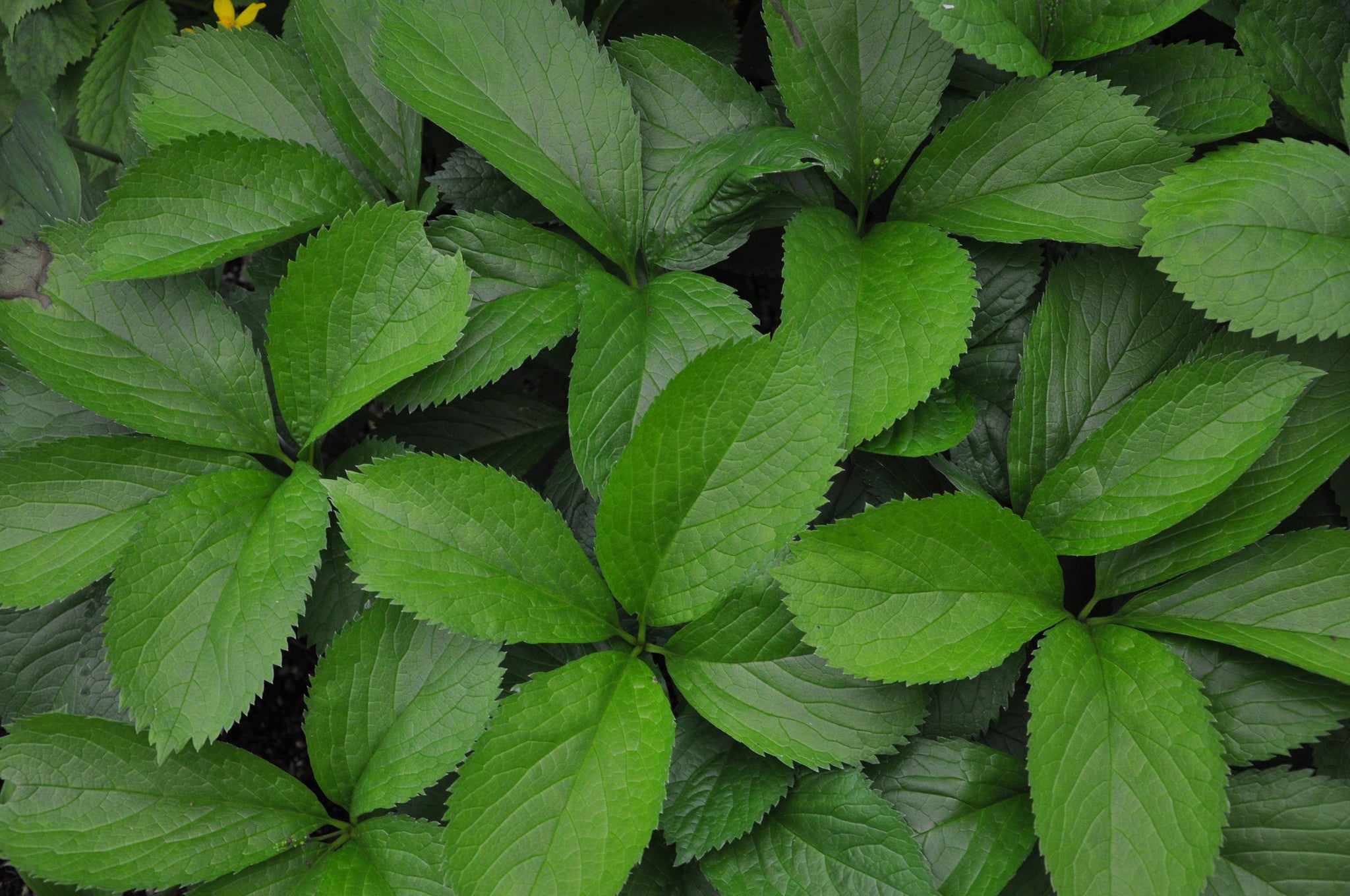 Chloranthus Pattern Chloranthus japonicus (Japanese Chloranthus) - Keeping It Green Nursery