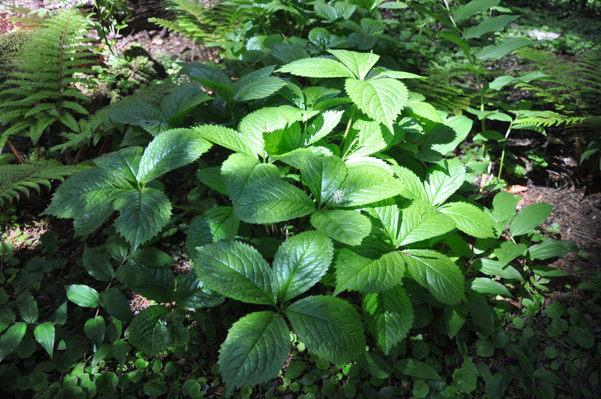 Chloranthus japonicus (Japanese Chloranthus)