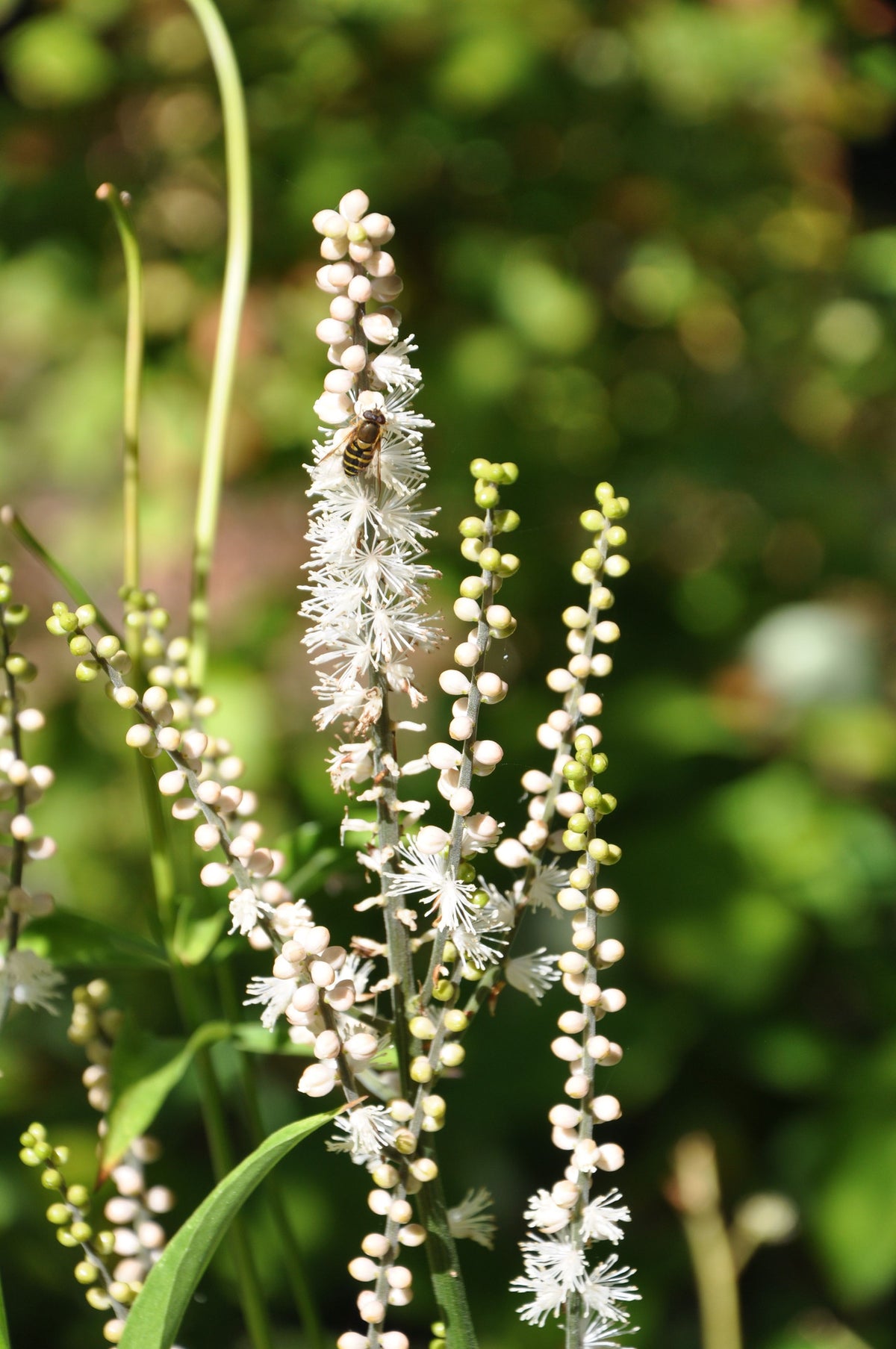 Cimicifuga japonica &#39;Cheju-Do&#39; (Japanese Bugbane)