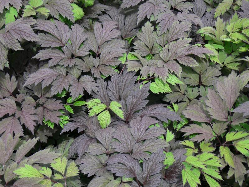 Cimicifuga &#39;Chocoholic&#39;  PP24821  Black Snakeroot