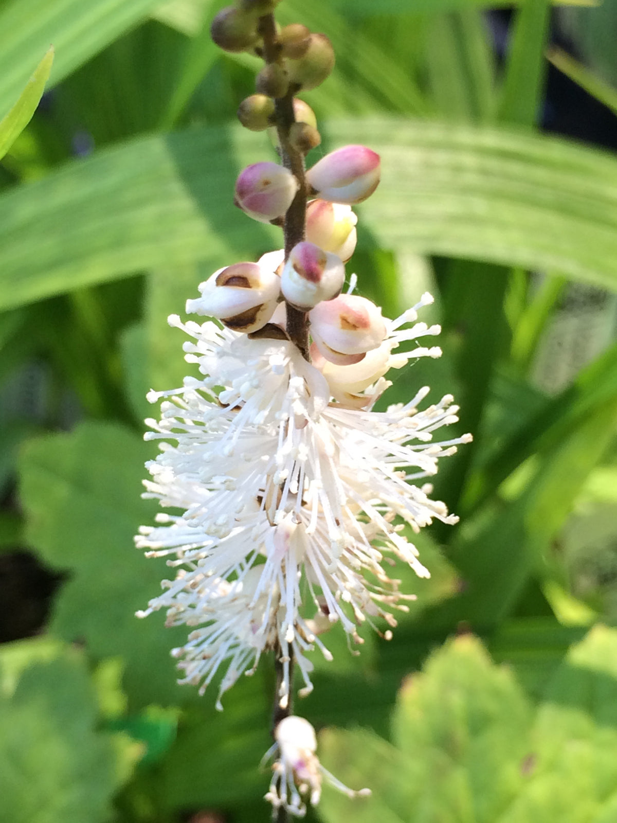 Cimicifuga japonica &#39;Cheju-Do&#39; (Japanese Bugbane)