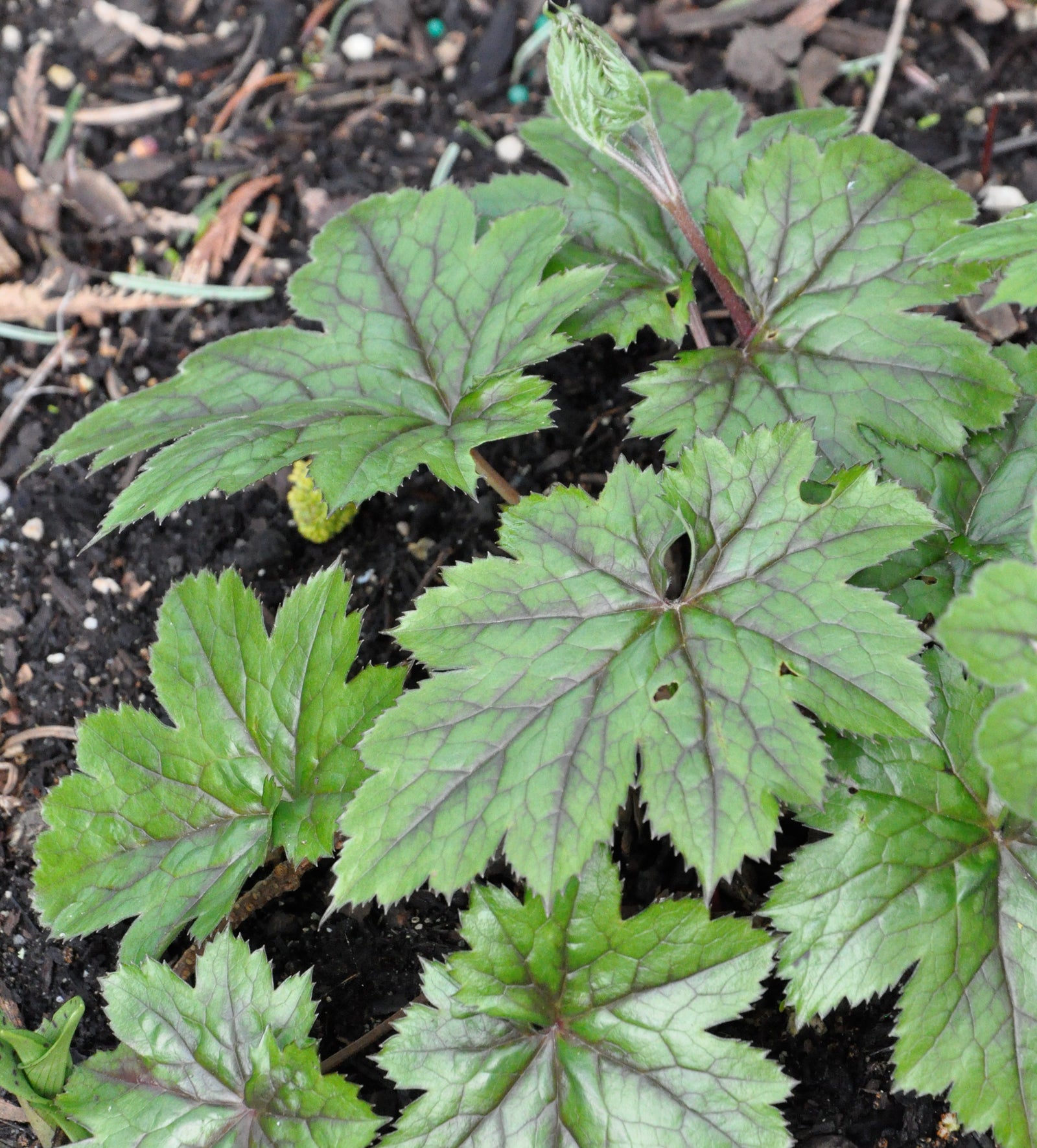 Cimicifuga japonica 'Silver Dance' (Silver Dance Bugbane)