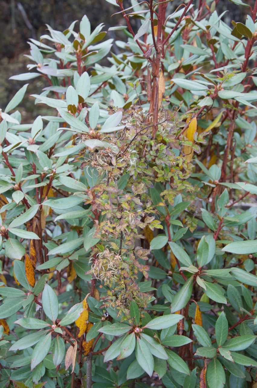 Clematis gracilifolia ZHNP 113 Montana Group (Species Clematis)