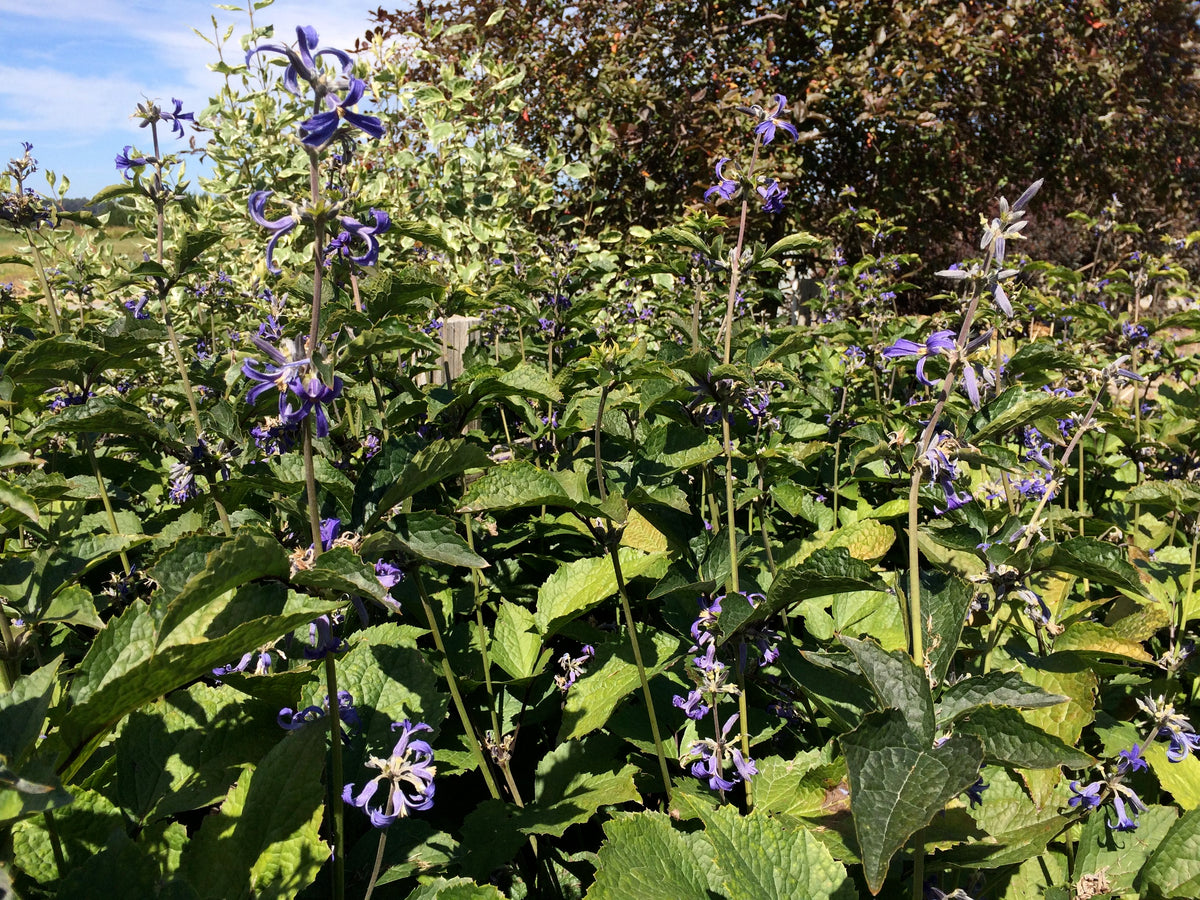 Clematis heracleifolia &#39;New Love&#39; (Bush Clematis)