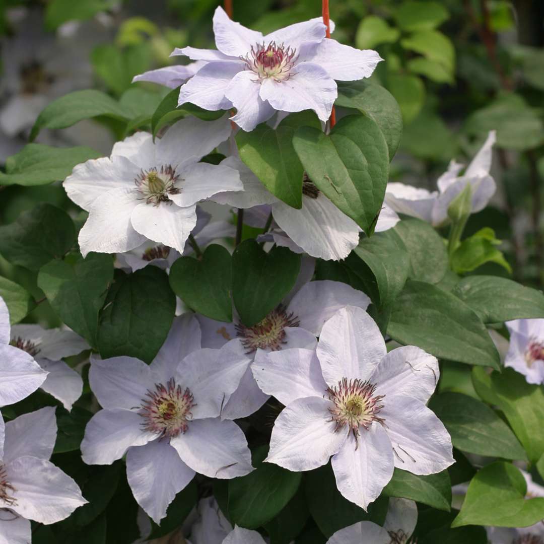 Clematis &#39;Still Waters&#39;  (Still Waters Clematis)