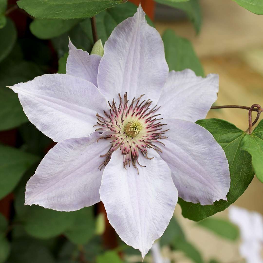 Clematis &#39;Still Waters&#39;  (Still Waters Clematis)