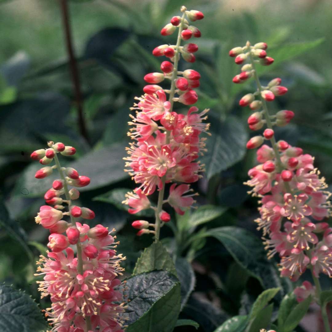 Clethra alnifolia &#39;Ruby Spice&#39; (Summersweet)