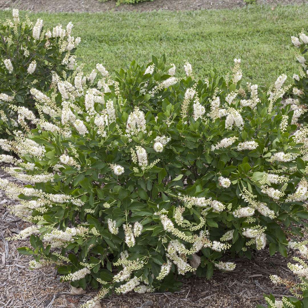 Clethra alnifolia &#39;Vanilla Spice&#39; (Summersweet)