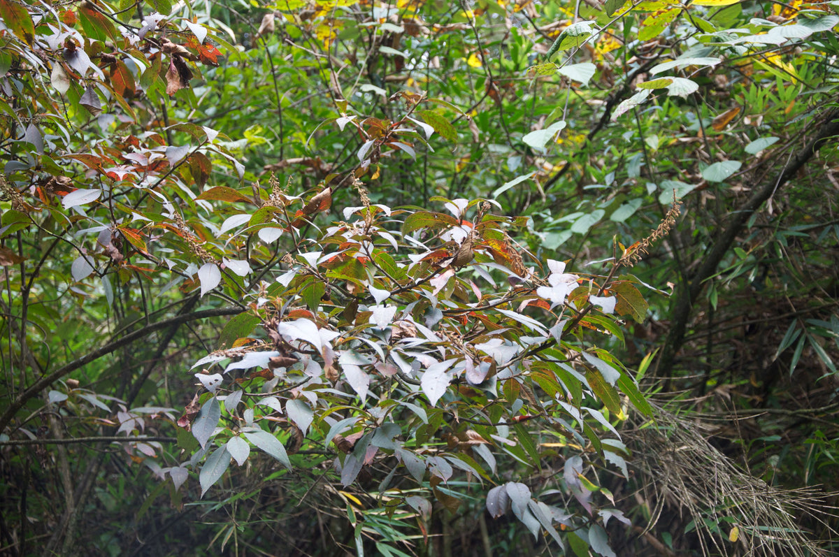 Clethra fargesii (Summersweet)