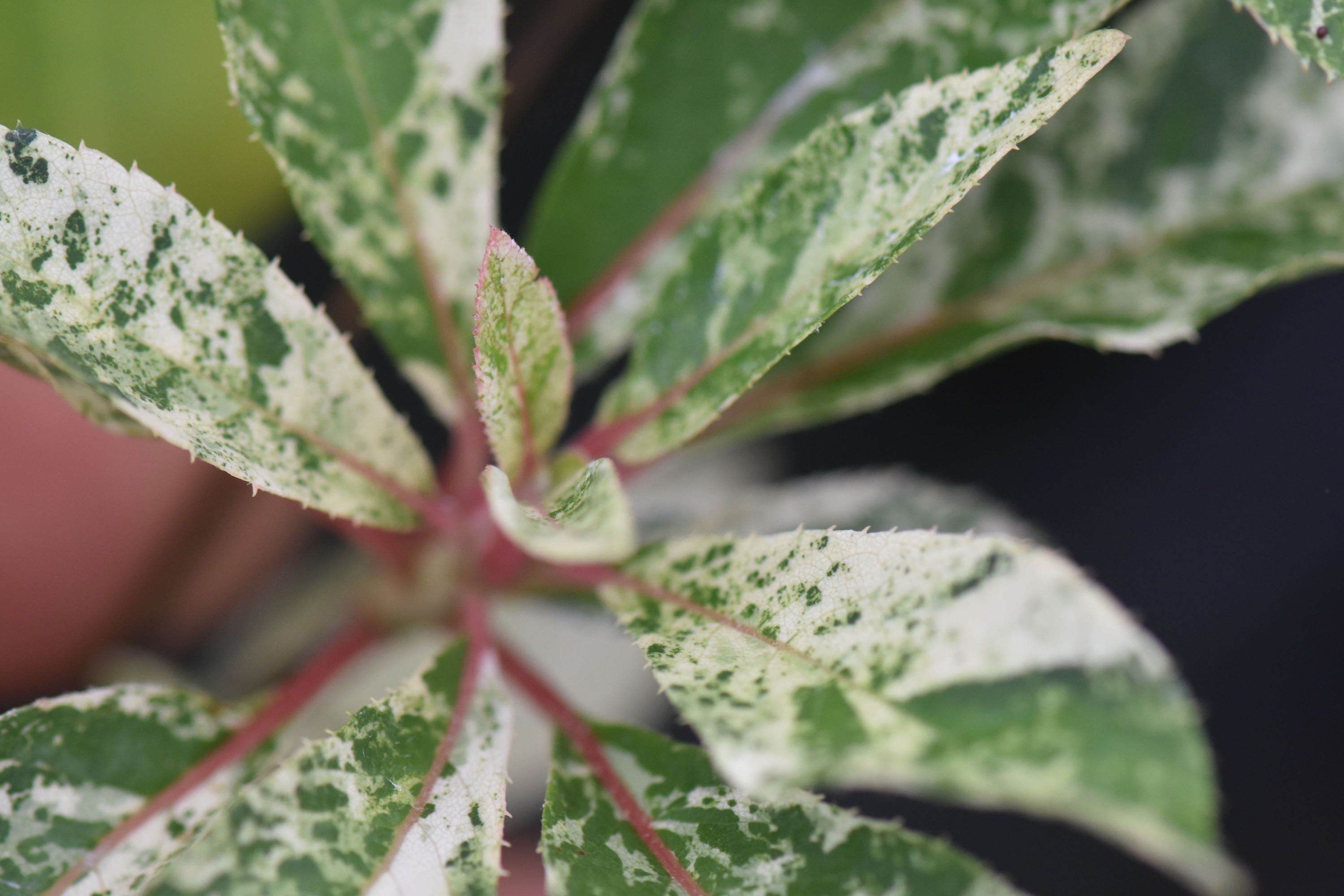 Clethra barbinervis 'Takaeda Nishiki' (Variegated Summersweet