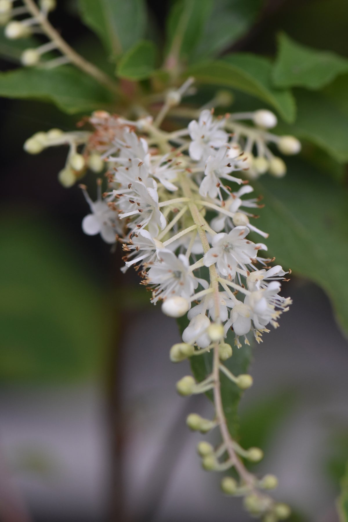 Clethra fargesii (Summersweet)