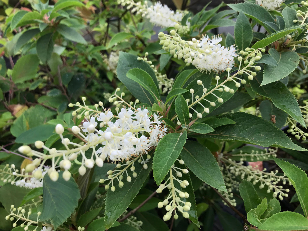 Clethra fargesii (Summersweet)