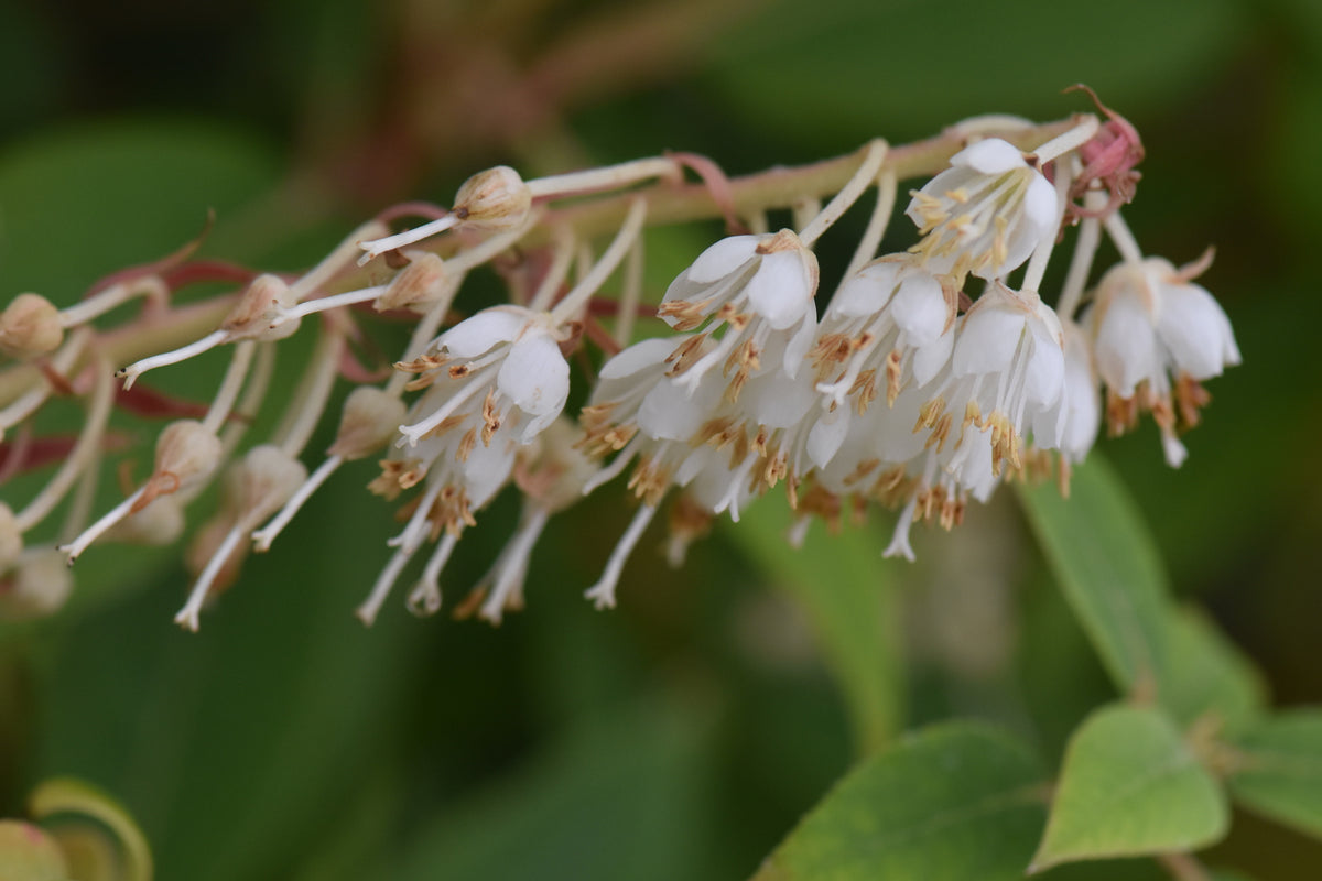 Clethra sp. CGG14102 (Chinese Summersweet)