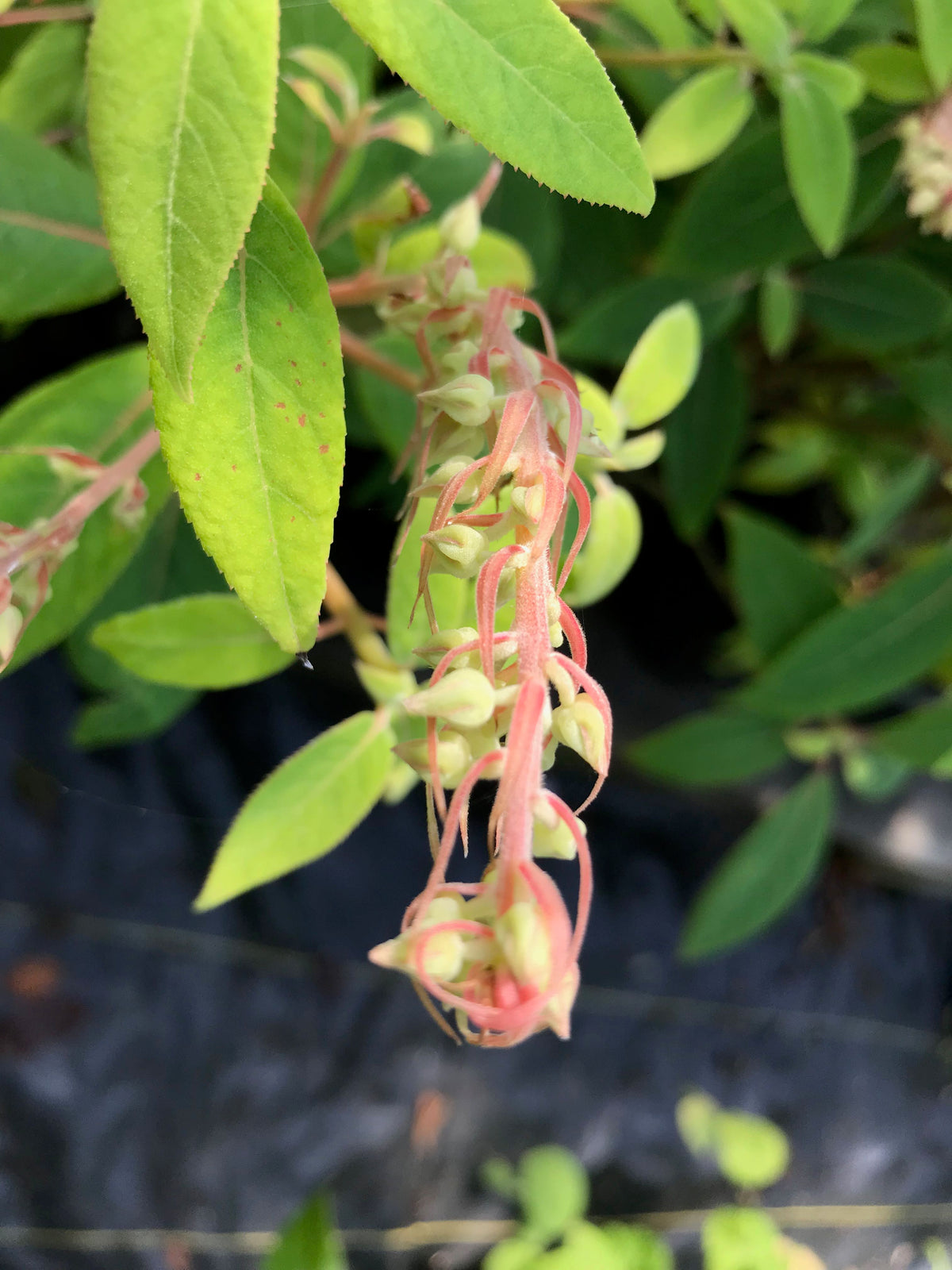 Clethra sp. CGG14102 (Chinese Summersweet)