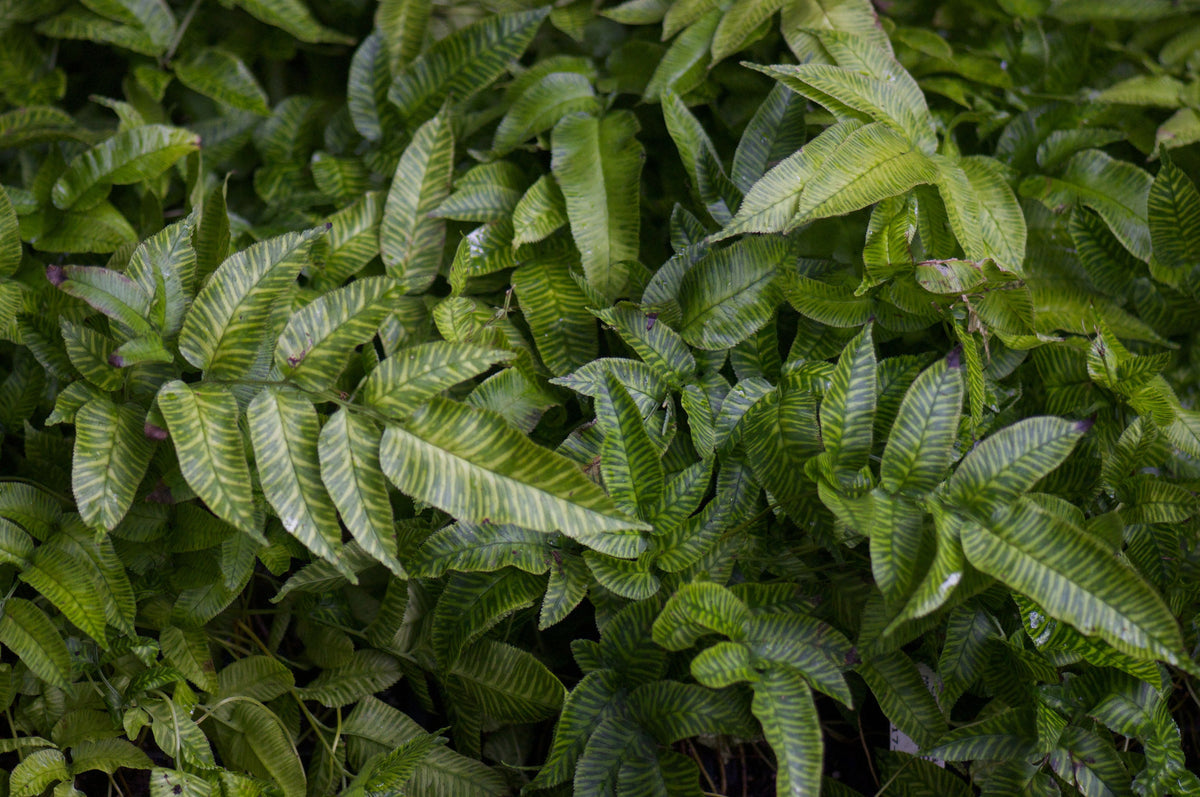 Coniogramme emeiensis &#39;Golden Zebra&#39; (Variegated Bamboo Fern)