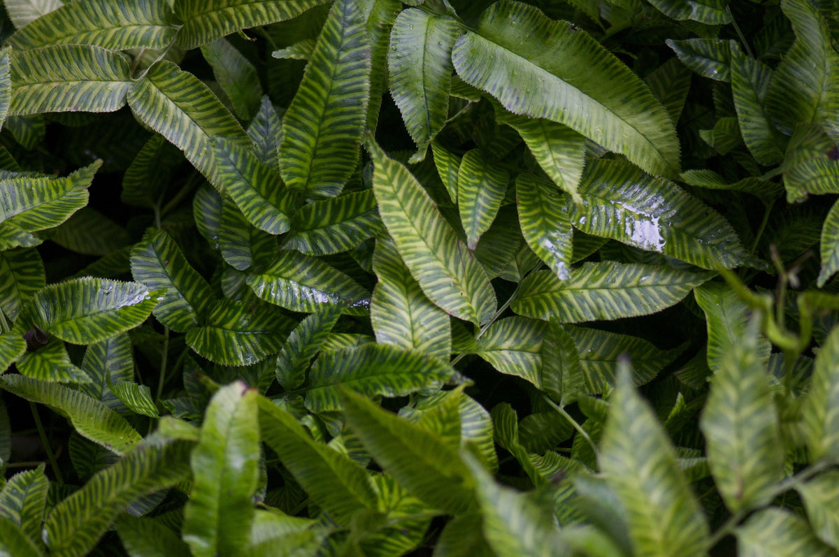 Coniogramme emeiensis &#39;Golden Zebra&#39; (Variegated Bamboo Fern)