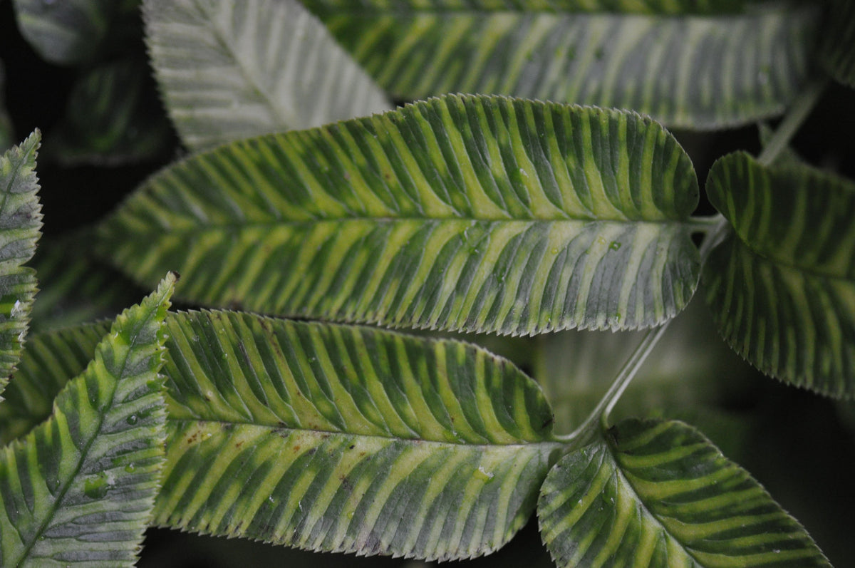 Coniogramme emeiensis &#39;Golden Zebra&#39; (Variegated Bamboo Fern)