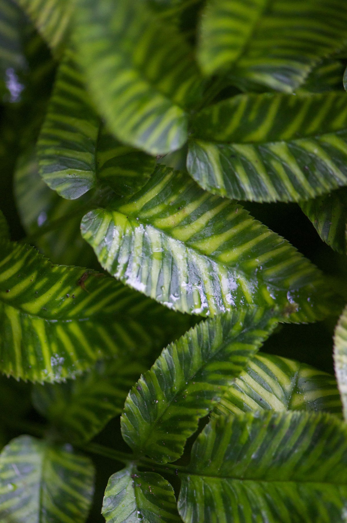 Coniogramme emeiensis &#39;Golden Zebra&#39; (Variegated Bamboo Fern)