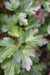 Coptis occidentalis  (Idaho Goldthread, Western Golthread)