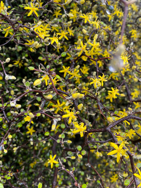 Corkia catoneaster  (Wire Netting Bush)