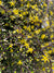 Corokia catoneaster  (Wire Netting Bush)