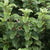 Cornus sericea 'Pucker Up' (Pucker Up Red Twig Dogwood)