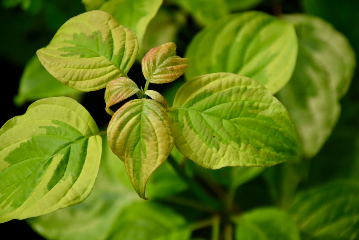 Cornus alternifolia &#39;Golden Shadows&#39; (Variegated Pagoda Dogwood)