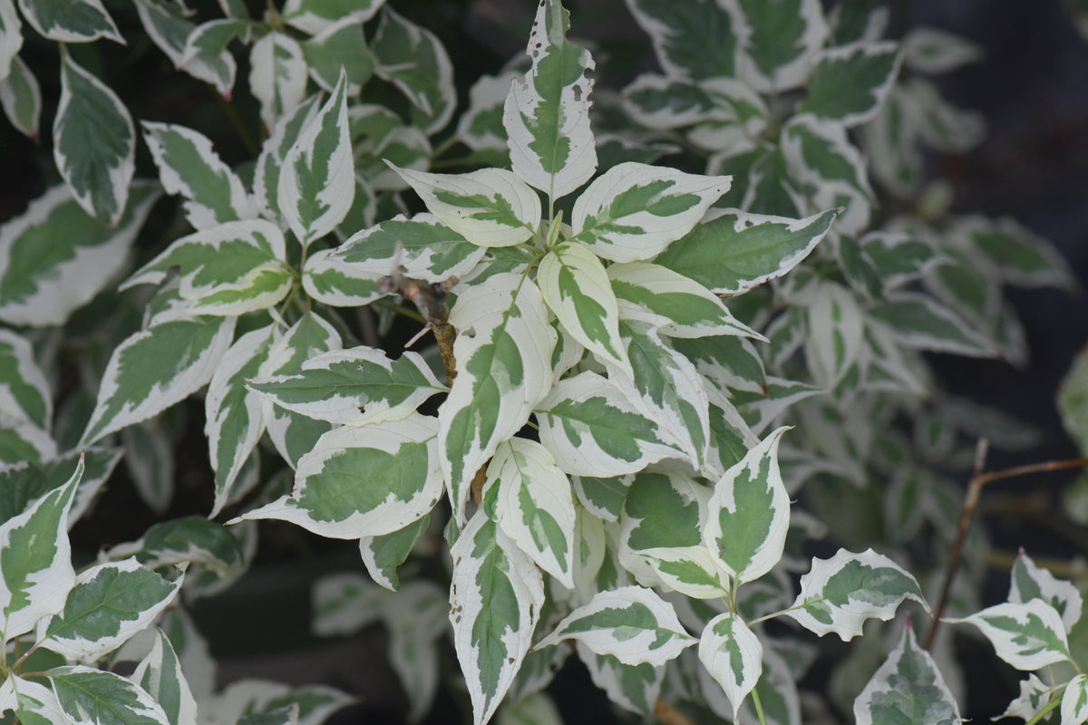 Cornus alternifolia &#39;Argentia&#39;  (Variegated Pagoda Dogwood)