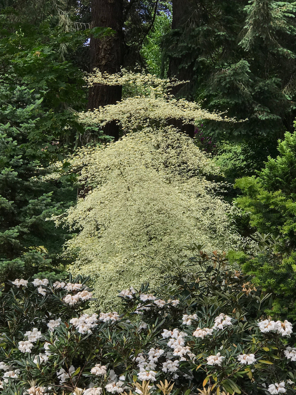 Cornus alternifolia &#39;Argentia&#39;  (Variegated Pagoda Dogwood)