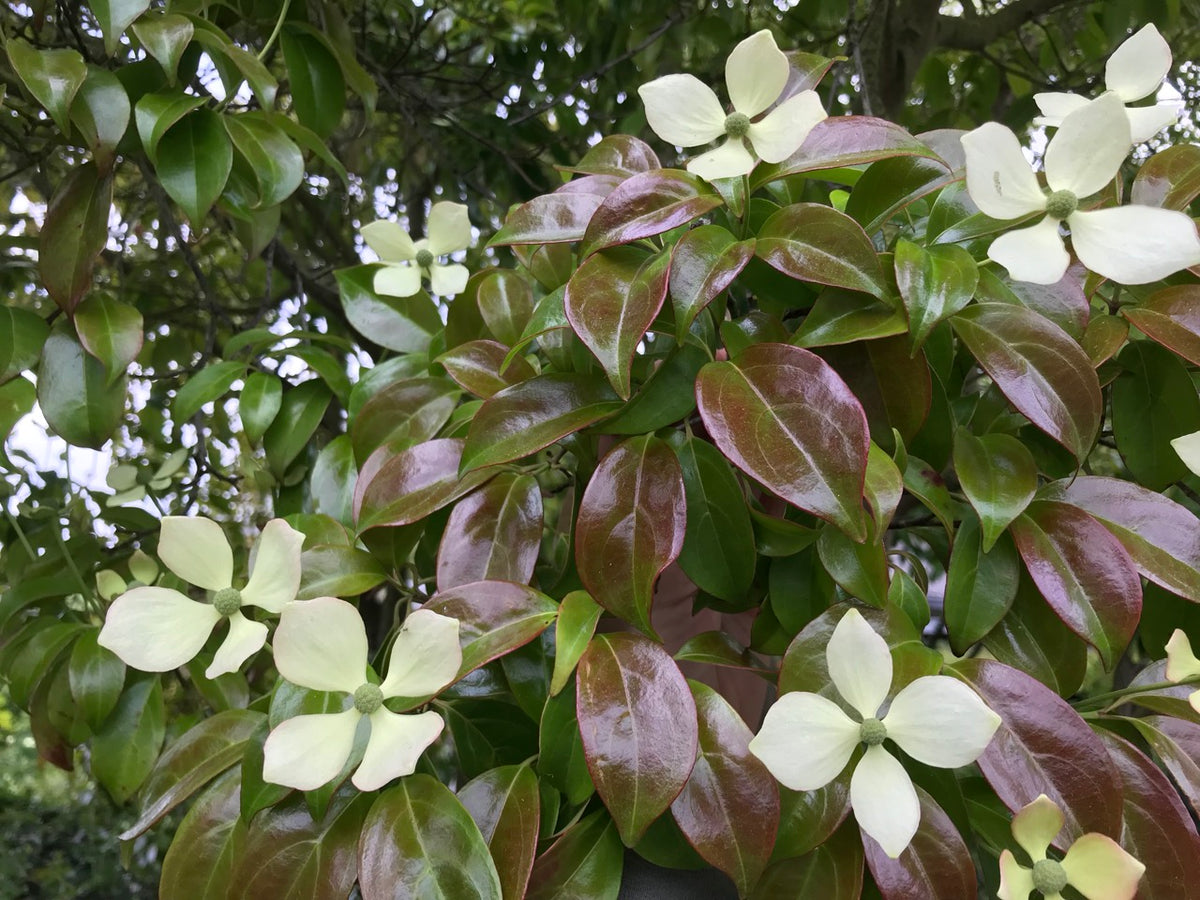 Cornus elliptica &#39;Empress of China&#39; PP14,537 (Empress of China Dogwood)