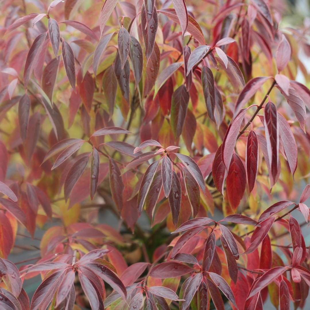 Cornus obliqua 'Red Rover' USPP 27,873 (Silky Dogwood)