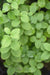 Cornus sanguinea 'Compressa'  (Blood Twig Dogwood)